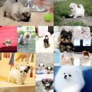 정퍼피클럽 | 분당강아지분양 / 안산애견분양 이곳에서 강아지분양 받았어요~★