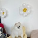 도그투게더(Dog together) | &#34;도그투게더(DOG Together)청주애견카페