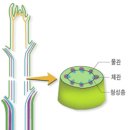 식물의 줄기 이미지