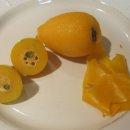 Loquat 씨앗 문의합니다 이미지