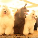 바우와우 하우스 이미지