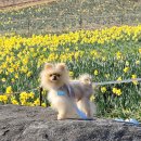 애견랜드 | 구례 수선화명소 지리산치즈랜드 애견동반후기