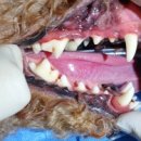 동주동물병원 이미지