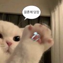 기성 비소 제10호 | W7. 웨딩밴드 투어 마무리 타사키 트라페지오 구매 후기