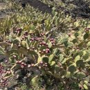 제주 월령리 선인장군락 | 현무암 위에 피어난 생명력ㅡ”제주월령리 선인장군락”