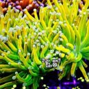 산호 농장 이미지