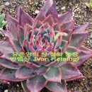 철화농장 이미지