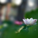 4435, 無生法忍一生補處무생법인일생보처. 이미지