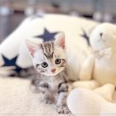 전주강아지분양 고양이분양 24시 데려가개 전주점 이미지