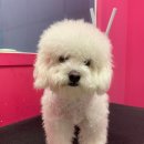 펫 소울메이트 이미지