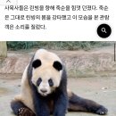 3살밖에 안 된 네덜란드 첫판다, 중국반환 후 번식장에서 생활… 이미지