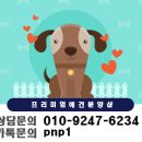 악동강아지 이미지