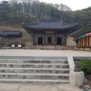 은해사 벚꽃길 이미지