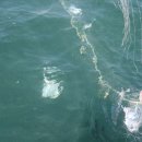 으뜸생선 이미지