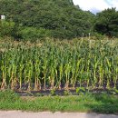 옥수수 2차 수확 이미지