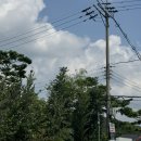 갑동농장 | 대천 현충원 갑동 자작나무카페, 근교 자연 분위기 좋은 곳