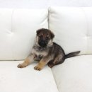 양평특수견 이미지