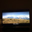 블루아이즈캣 이미지