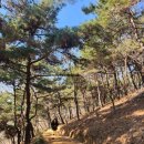 영산초등학교 | 목포 초당산 맨발걷기 황토길 코스와 효능 솔직 후기