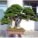 우리분재 이미지