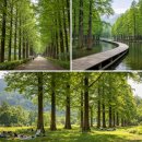 미수로가로수 | 공원에 많이 심는 나무 TOP3, 가성비 수목 영양제 추천 3개