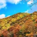 11월 6일 일요당일 -＜국립공원＞- 지리산 노고단+피아골 단풍 신청안내(28인승) 이미지