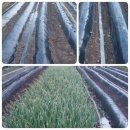 영구네농장 이미지