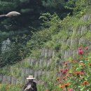 아랫배랭이로 이미지