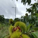 산내들 흑염소 이미지