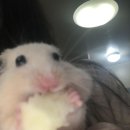 낭만고양이 네이버블로그