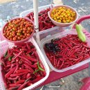 광성 농장 이미지