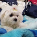 탑애견 강아지 고양이 대전점 이미지