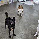 해피독 트레이닝스쿨 이미지