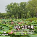 궁남로7 | [부여 가볼만한곳] 서동연꽃축제 궁남지 주말 방문 후기