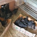 블랙팜영농조합법인 이미지