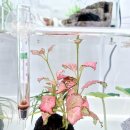 슬기로운 집사생활 | 물집사, 슬기로운 물 생활 위한 어항 온도계 [구름길 어항 외부 부착형 디지털 온도계] 사용 후기