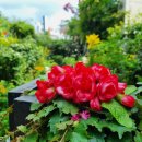 헤어클립스 이미지