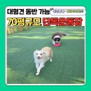 뛰어놀개 애견펜션 이미지