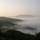 삼양농장 Daum카페