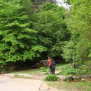 양구개느삼자생지 이미지