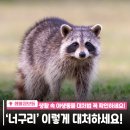 인천광역시 야생동물구조관리센터 | 🦝 생활 속 야생동물, ‘너구리’ 이렇게 대처하세요!