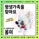 [함안보호소 유기견] 완벽한 갱얼쥐"봄이" 이름처럼 따뜻한 평생 가족을 찾아요!!! 이미지