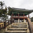 서천 마량리 동백나무 숲 이미지