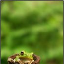 청개구리 이미지