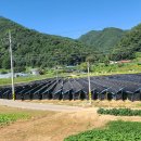 천도리양지마을 이미지