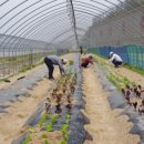 김광수 농장 이미지