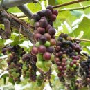 기특이네 농장 이미지