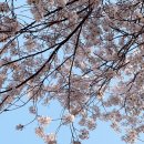 도서관 | 종로 벚꽃 명소 정독도서관 후기, 뷰 주차 인파 총정리