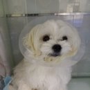 24시 더나은동물메디컬센터 이미지