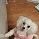 강아지 뷰티 이미지